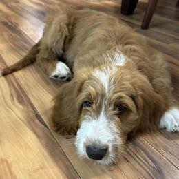 Goldendoodle Puppies from Lover Dover Doodles