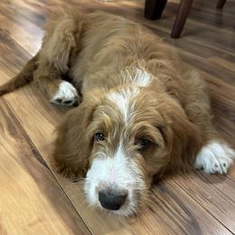 Goldendoodle Puppies from Lover Dover Doodles