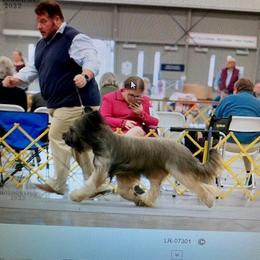 Briard All Grown Up from Davan's