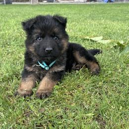 Teal Collar - Black and red male German Shepherd puppy in Galt, California from At Redwood Runs