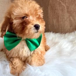 Simba - Apricot male Poodle puppy in Apex, North Carolina from Happy puppies