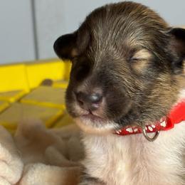 Wallen - Sable and white male Collie puppy in Norris City, Illinois from Hoskins Collies