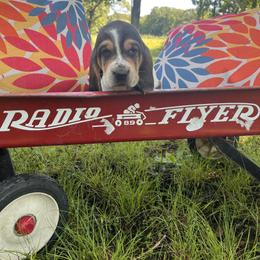Buckle-Gray Collared Puppy - Black brown and white male Basset Hound puppy in Flemington, Missouri from Porch Sittin' Hounds