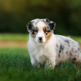 Australian Shepherd Puppies from Silverchip Aussies