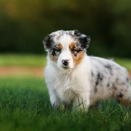 Australian Shepherd Puppies from Silverchip Aussies