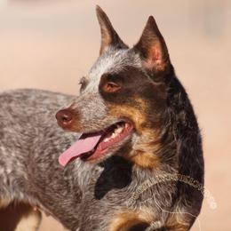 Silo (ASDR) - Red speckled female Australian Cattle Dog puppy in Marana, Arizona from Impact 3rd Australian Cattle Dogs
