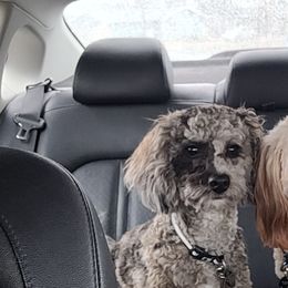 Cavapoos and Poodles from Huck's Adventures