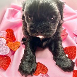 BABYGURL - Blue and white Shih Tzu puppy in Burlington, North Carolina from AhandfulofLoveBreeders