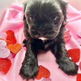 BABYGURL - Blue and white Shih Tzu puppy in Burlington, North Carolina from AhandfulofLoveBreeders