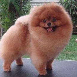 WOW Pomz  breeder of Pomeranian