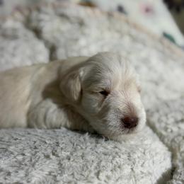 Nick - White male Miniature Schnauzer puppy in Brownwood, Texas from Texas Dreams Mini Schnauzers