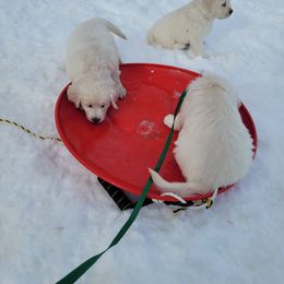 Golden Retriever Puppies from Triple D Ranch