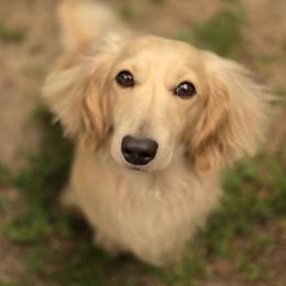 Brady - Dachshund