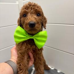 Lime green collar - Red  male Poodle puppy in San Benito, Texas from Irene's Poodles
