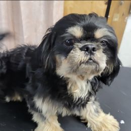 Boone - Shih Tzu