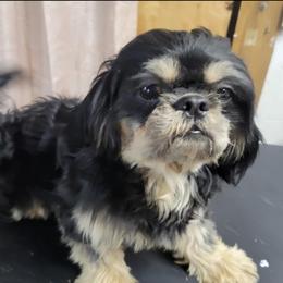 Boone - Shih Tzu