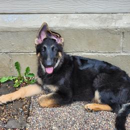 German Shepherd Puppies from Casamoko German Shepherds