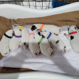 Australian Cattle Dog Puppies from Hope Heelers (Australian Cattle Dogs)