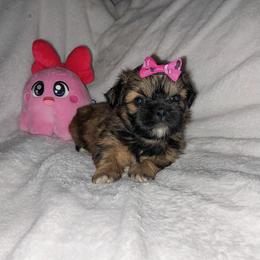 Daisy - Chocolate and tan female Shih Tzu puppy in Arcadia, Florida from Kitsune Cuddles and kisses