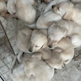 Labrador Retriever Puppies from Luvable AZ Labs