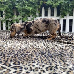 Peaches - Dachshund