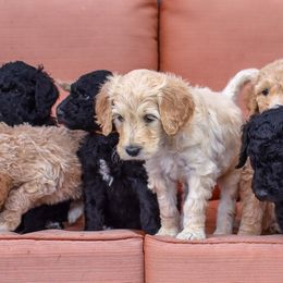 Goldendoodle Puppies from Puppy Paws Colorado