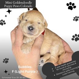 Bubbles - Cream female Goldendoodle puppy in Fort Lupton, Colorado from Puppy Paws Colorado