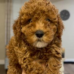 Dom - Red  male Poodle puppy in Bakersfield, California from California Red Poodles