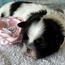Paisley - Black gold and white female Shih Tzu puppy in Claremont, California from Lovable Shih Tzus