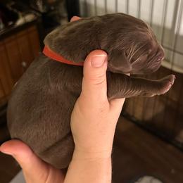 Red Boy - Chocolate male Labrador Retriever puppy in Rock Hill, South Carolina from North Star Retrievers