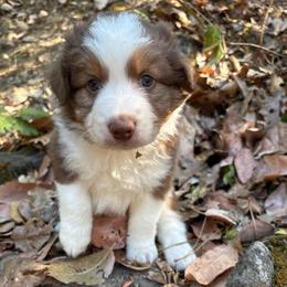 Teddy - Red tri-color male Australian Shepherd puppy in Grants Pass, Oregon from Carmel Mountain Aussies