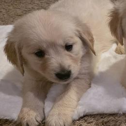 Baby girl light pink - Light golden female Golden Retriever puppy in Clarksville, Tennessee from 255 Goldens