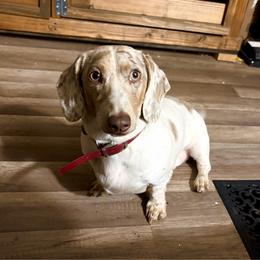 Beau - Dapple male Dachshund puppy in Sterling, Colorado from Country Chics Doxies