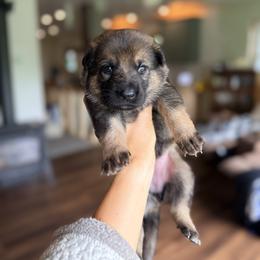 Magenta Girl - Sable female German Shepherd puppy in Rensselaer Falls, New York from Von Dem Flussufer