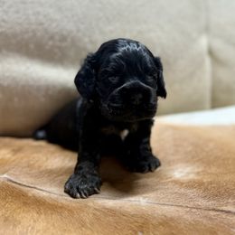 Blue Collar - Black white and tan male Cocker Spaniel puppy in Morganton, North Carolina from Priceless Pups