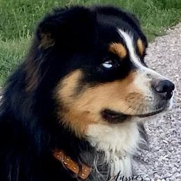 Spur - Miniature Australian Shepherd