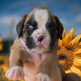 Fawn girl - Fawn female Boxer puppy in Red Boiling Springs, Tennessee from Silver Rain