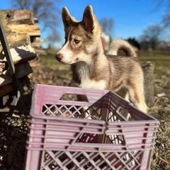 Native American Indian Dog Puppies from Corn Moon Kennels