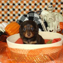 Samara - Chocolate and tan female Dachshund puppy in Corbin, Kentucky from White River Valley Kennel