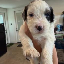 Diamond - female Australian Mountain Doodle puppy in Snook, Texas from Snook Acres Doodles