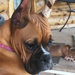 Pinky - Boxer
