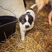 Karakachan Puppies from MI Family Farm