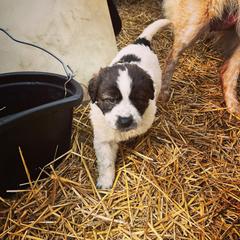 Karakachan Puppies from MI Family Farm