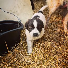 Karakachan Puppies from MI Family Farm