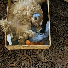 Australian Shepherd and Poodle Puppies from The Mason Farm