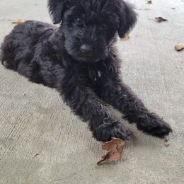 Schnoodle Puppies from RR Schnoodles
