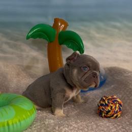 Ezra - Tricolors male French Bulldog puppy in Spokane, Washington from Lilac City Frenchies