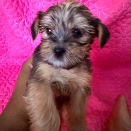 Boy 2 - Black and tan male Shorkie puppy in Florida from Shih tzus and Shorkies Galore