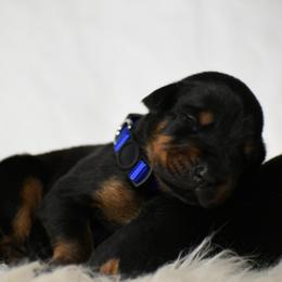 Boy 6 - Black and rust male Doberman Pinscher puppy in Overton, Texas from Obsidian Kennel