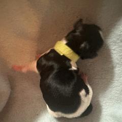 Lime collar - Black and white male Shorkie puppy in Staten Island, New York from Sensational Shorkies